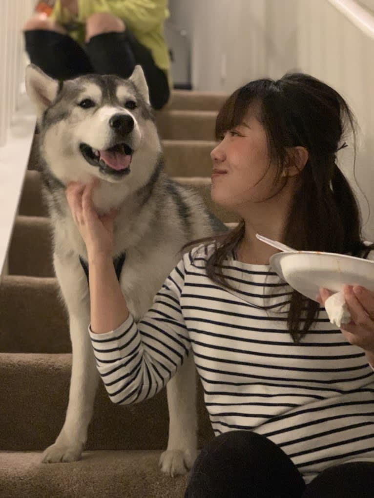 Timber, a Siberian Husky tested with EmbarkVet.com