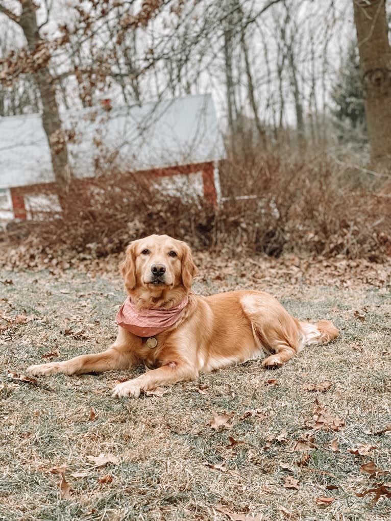 Marley, a Golden Retriever tested with EmbarkVet.com