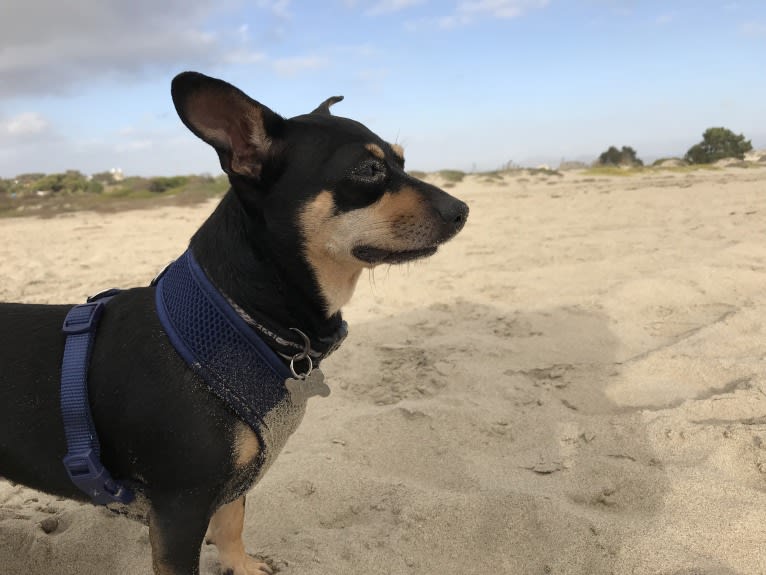 Bailey, a Chihuahua and Yorkshire Terrier mix tested with EmbarkVet.com