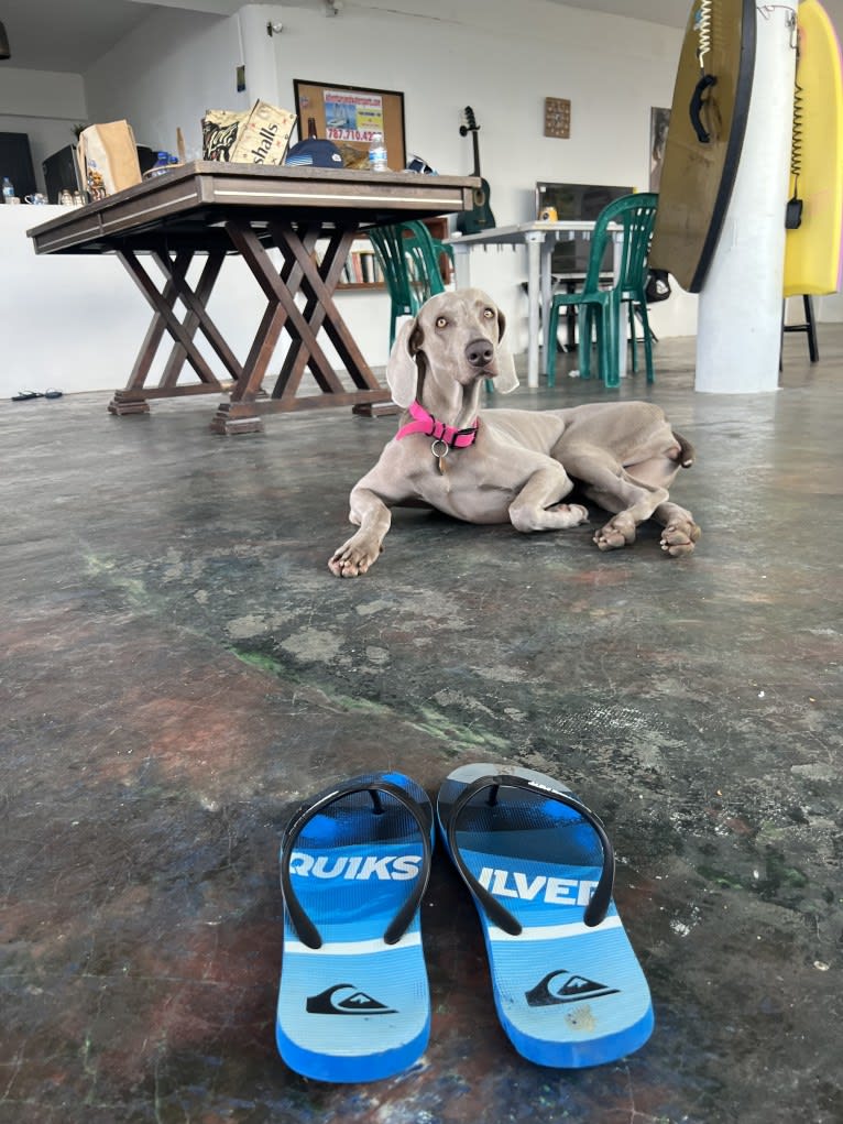 Arya the Weim, a Weimaraner tested with EmbarkVet.com