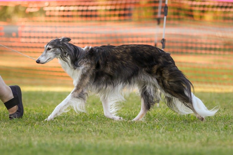 Kira, a Silken Windhound tested with EmbarkVet.com