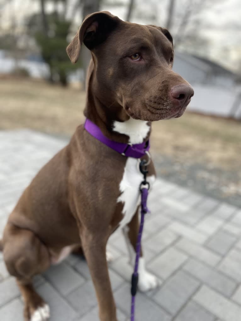 Maisie, an American Pit Bull Terrier and American Staffordshire Terrier mix tested with EmbarkVet.com