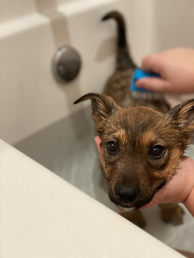 Alemã, a German Shepherd Dog and Australian Cattle Dog mix tested with EmbarkVet.com