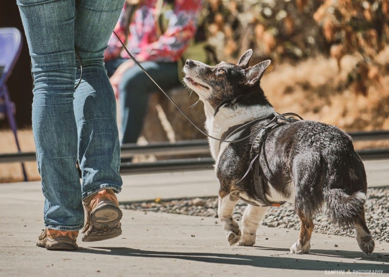 Quill, a Cardigan Welsh Corgi tested with EmbarkVet.com