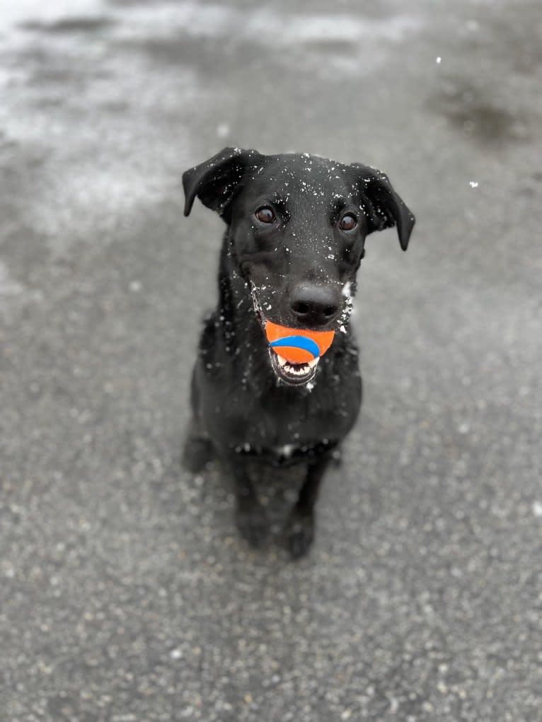 George, a Labrador Retriever and Belgian Malinois mix tested with EmbarkVet.com