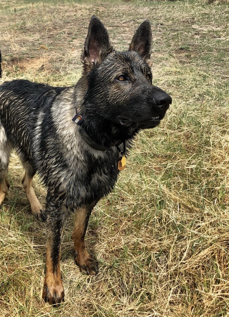 Booth vom Wahrsten, a German Shepherd Dog tested with EmbarkVet.com