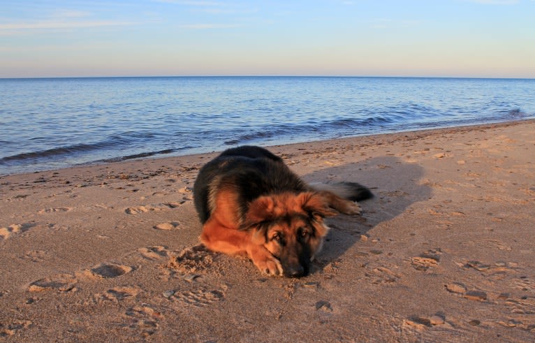 Moose, a German Shepherd Dog and Black Russian Terrier mix tested with EmbarkVet.com