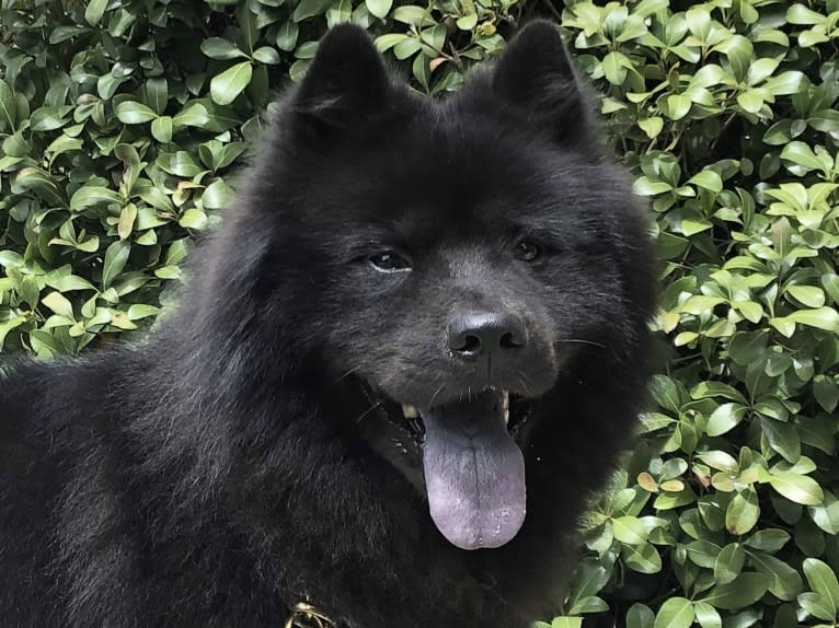 Osohe, a Chow Chow tested with EmbarkVet.com