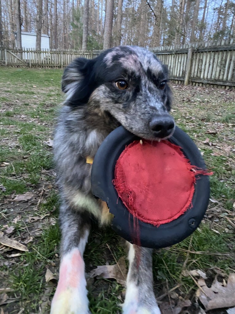 Dakota, an Australian Shepherd tested with EmbarkVet.com