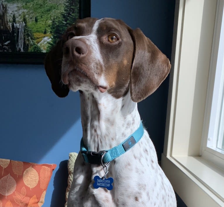 Gimli, a Pointer tested with EmbarkVet.com