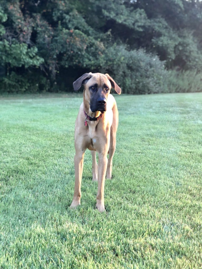 Whiskey, an Irish Wolfhound and Cane Corso mix tested with EmbarkVet.com