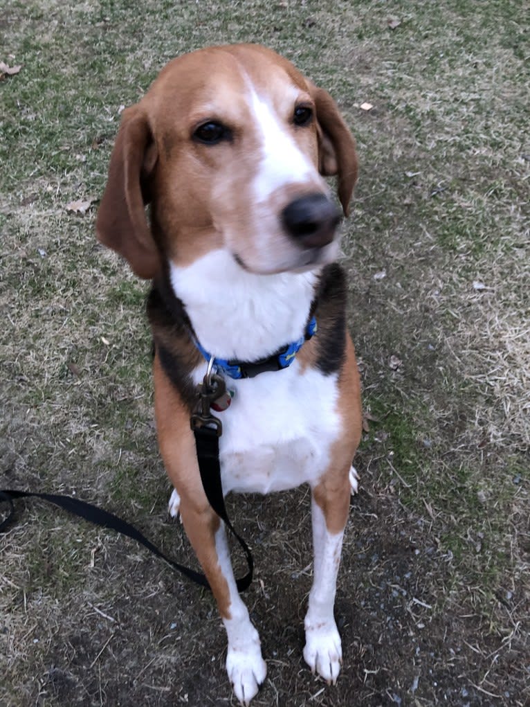 Max, an American Foxhound tested with EmbarkVet.com