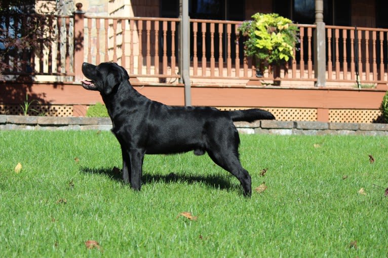 Nero, a Labrador Retriever tested with EmbarkVet.com