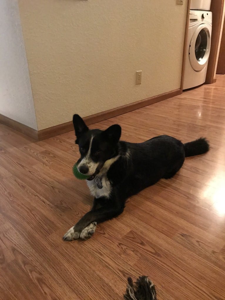 Ryder, a Siberian Husky and Australian Cattle Dog mix tested with EmbarkVet.com