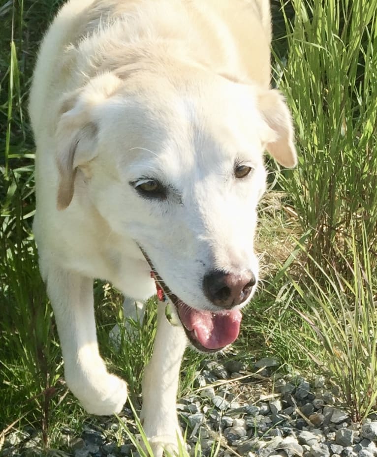 Sam, an American Village Dog tested with EmbarkVet.com