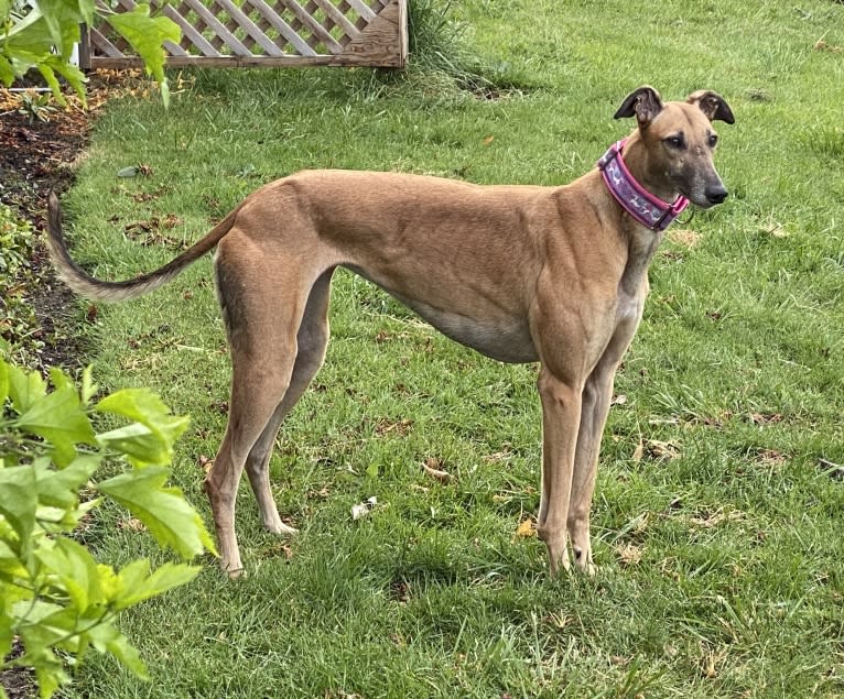 Holly, a Greyhound tested with EmbarkVet.com