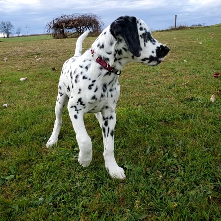 Firefly, a Dalmatian tested with EmbarkVet.com