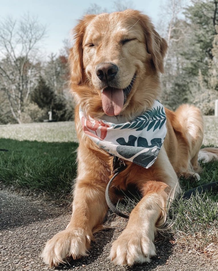 Marley, a Golden Retriever tested with EmbarkVet.com