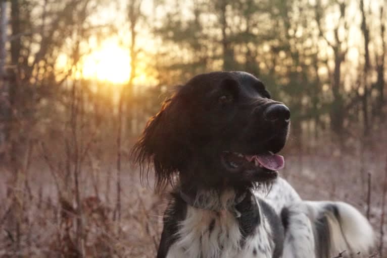 Otto, a Munsterlander (Large) tested with EmbarkVet.com