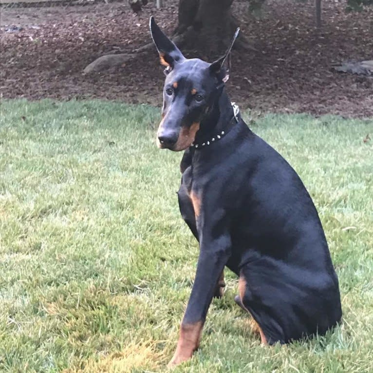 Jager, a Doberman Pinscher tested with EmbarkVet.com