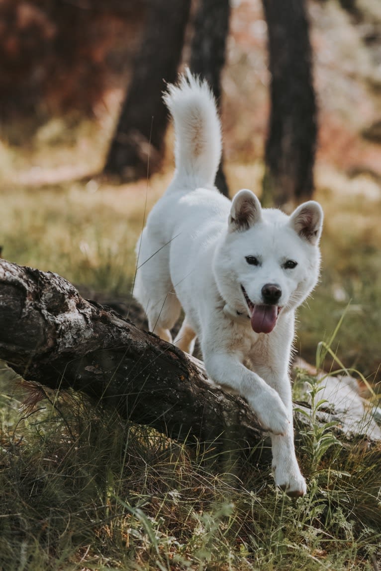 Nuru, a Japanese or Korean Village Dog and Jindo mix tested with EmbarkVet.com