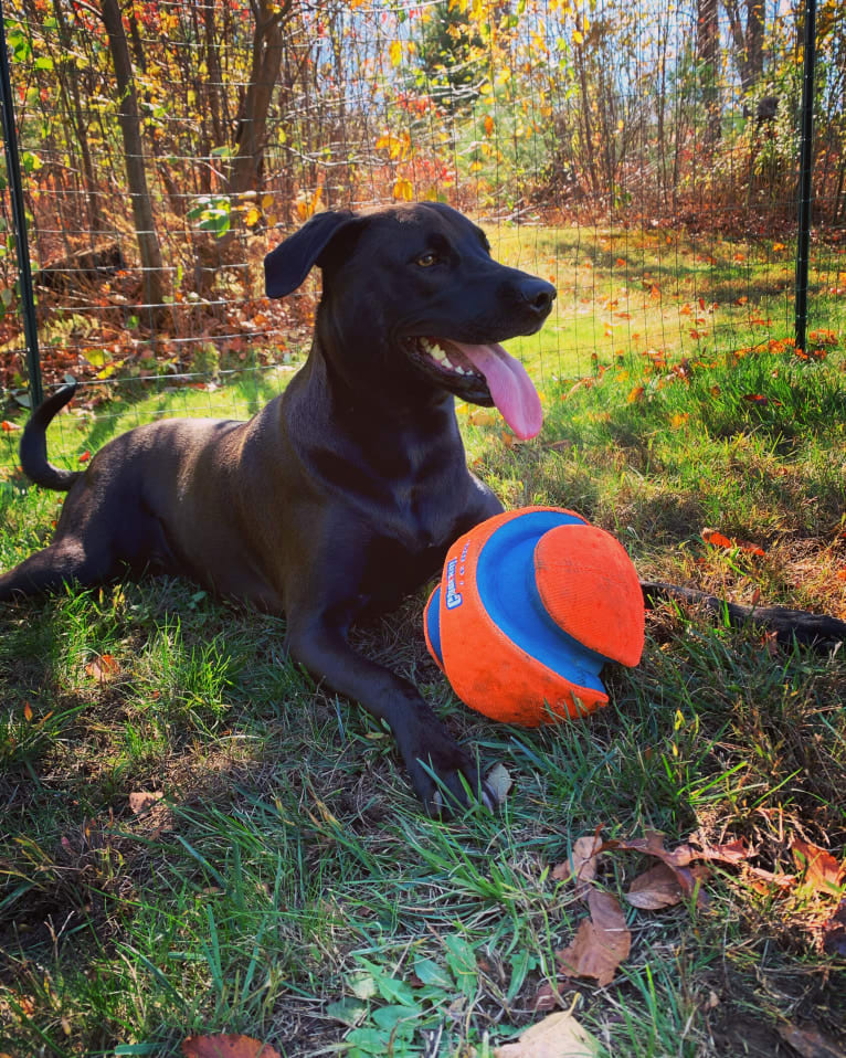 Finn, an American Pit Bull Terrier and Labrador Retriever mix tested with EmbarkVet.com