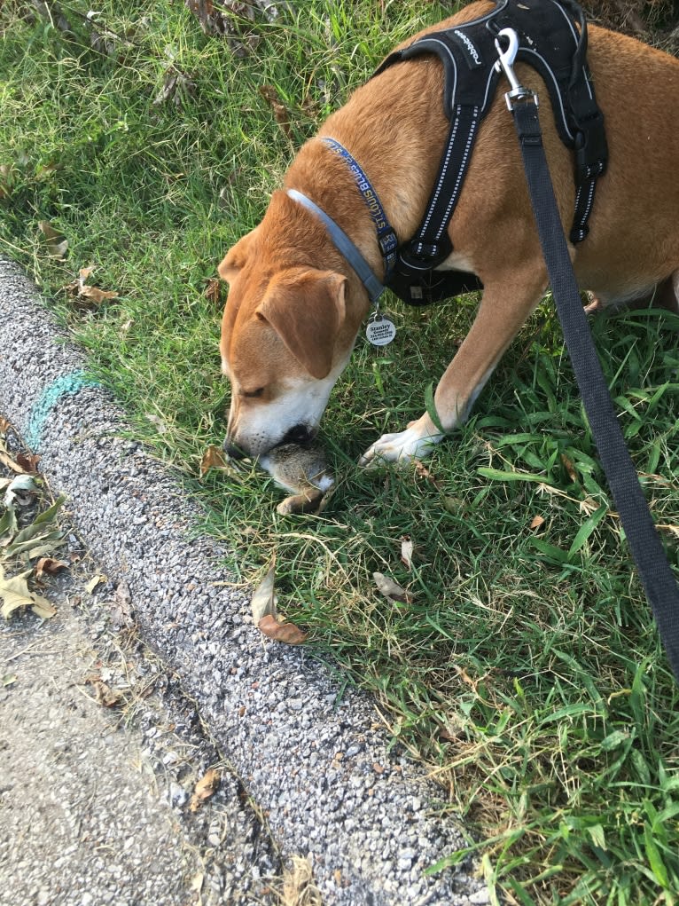 Stanley, a Mountain Cur tested with EmbarkVet.com