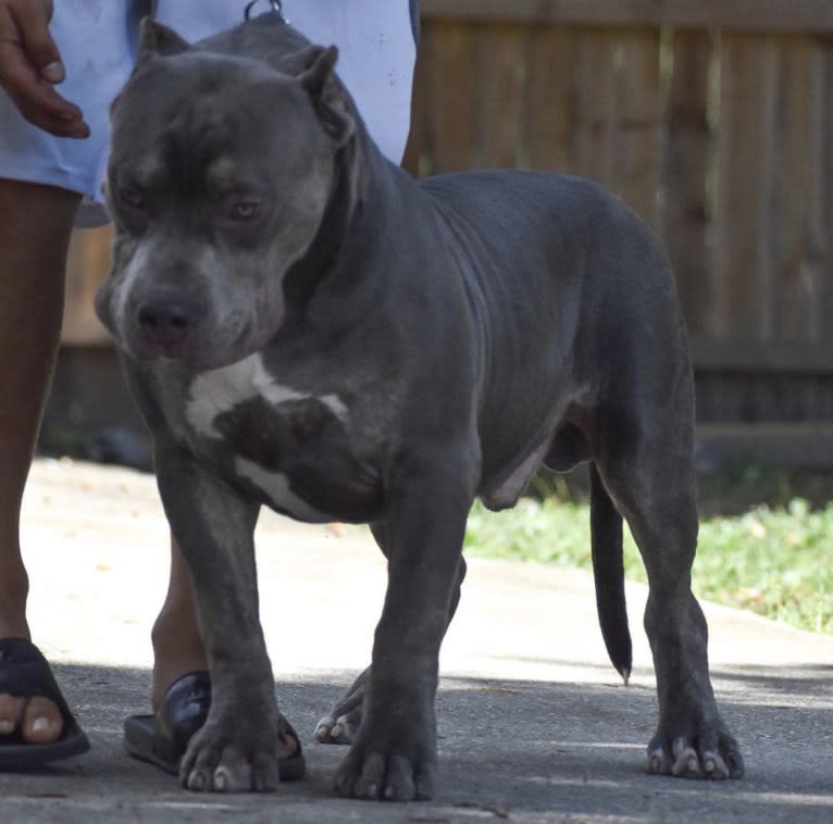Snorlax, an American Bully tested with EmbarkVet.com