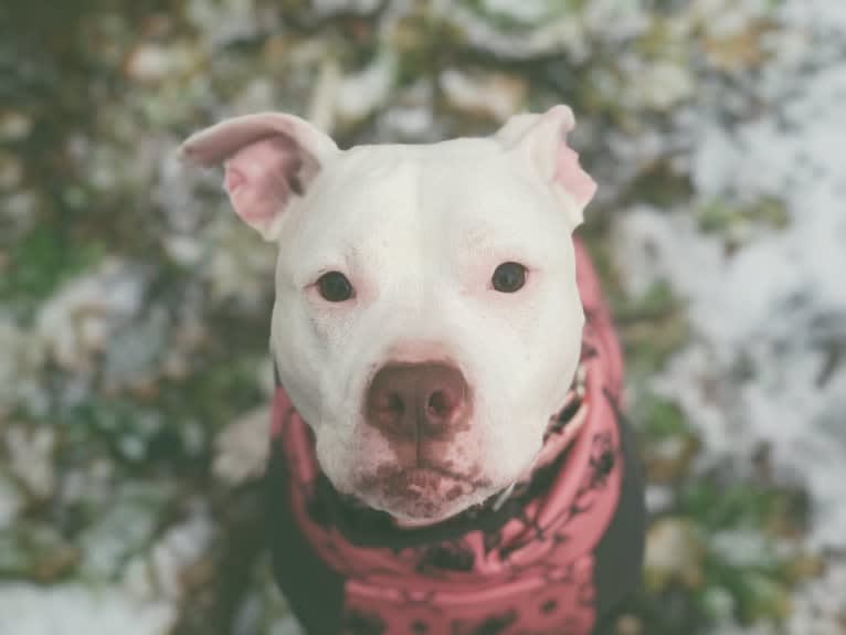 Nina, an American Bulldog and American Pit Bull Terrier mix tested with EmbarkVet.com