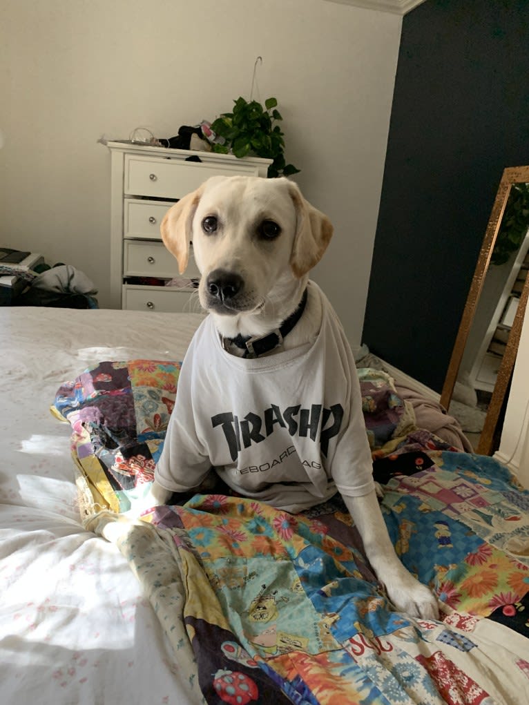 Pongo, a Labrador Retriever tested with EmbarkVet.com