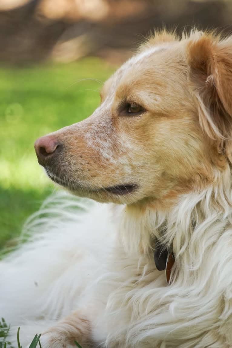 Wendy, a Great Pyrenees and American Pit Bull Terrier mix tested with EmbarkVet.com