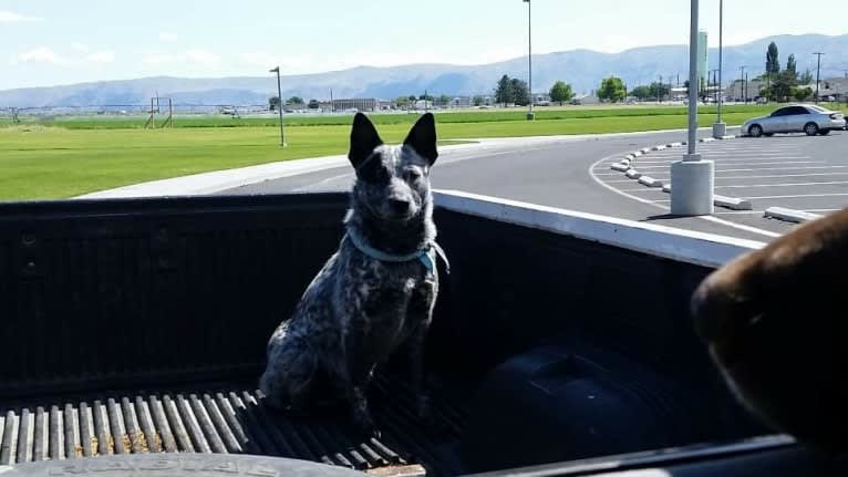 Zip, an Australian Cattle Dog tested with EmbarkVet.com