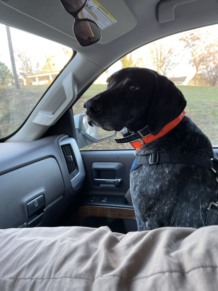 Gunner Smith, a German Shorthaired Pointer tested with EmbarkVet.com