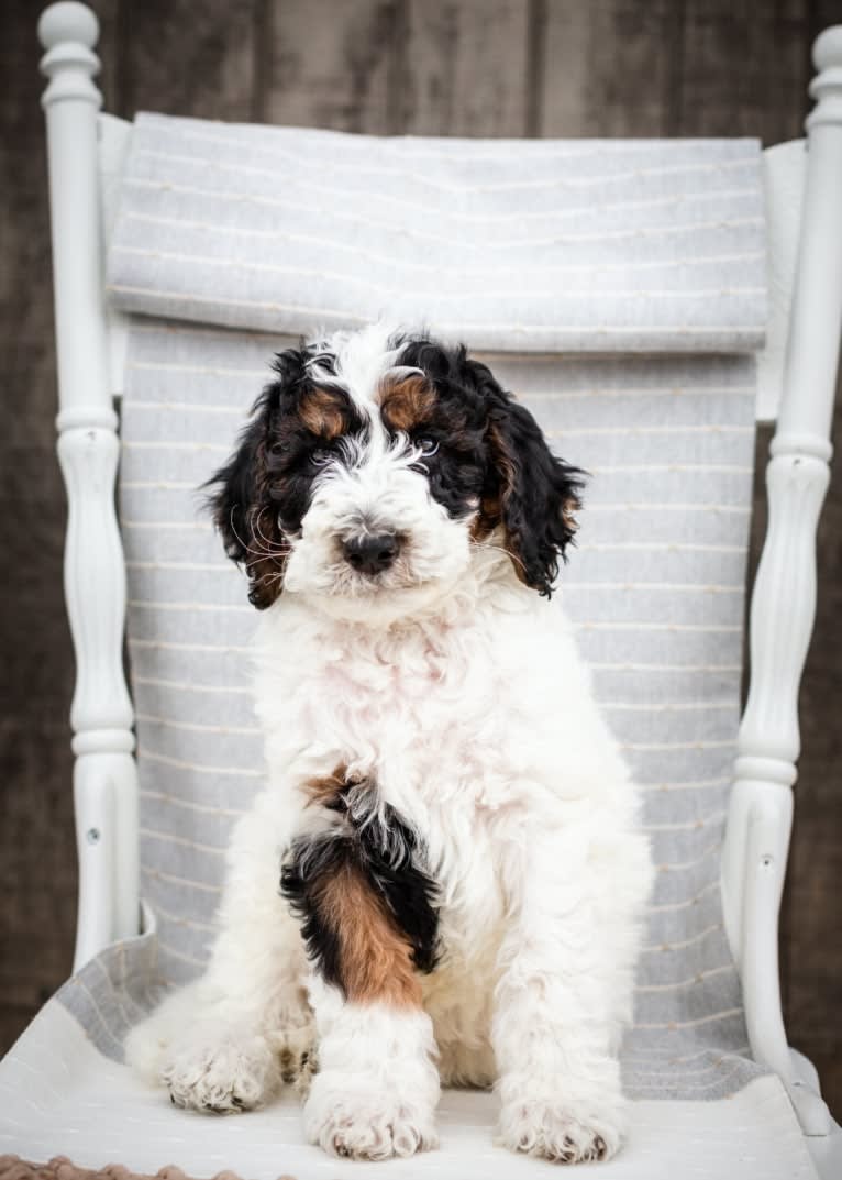 Utah, a Poodle (Standard) tested with EmbarkVet.com