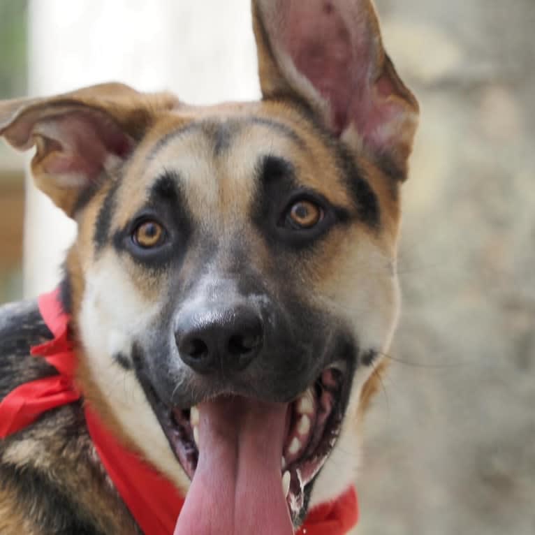 Riley, a German Shepherd Dog and American Pit Bull Terrier mix tested with EmbarkVet.com