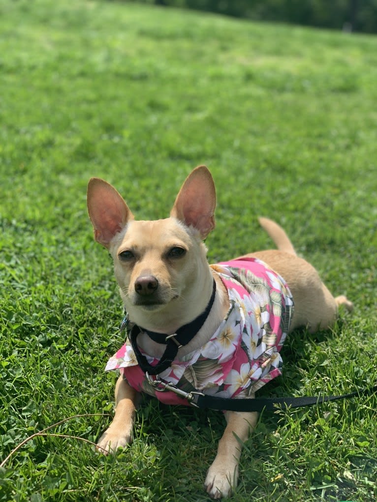 Bruce, a Chihuahua and Dachshund mix tested with EmbarkVet.com