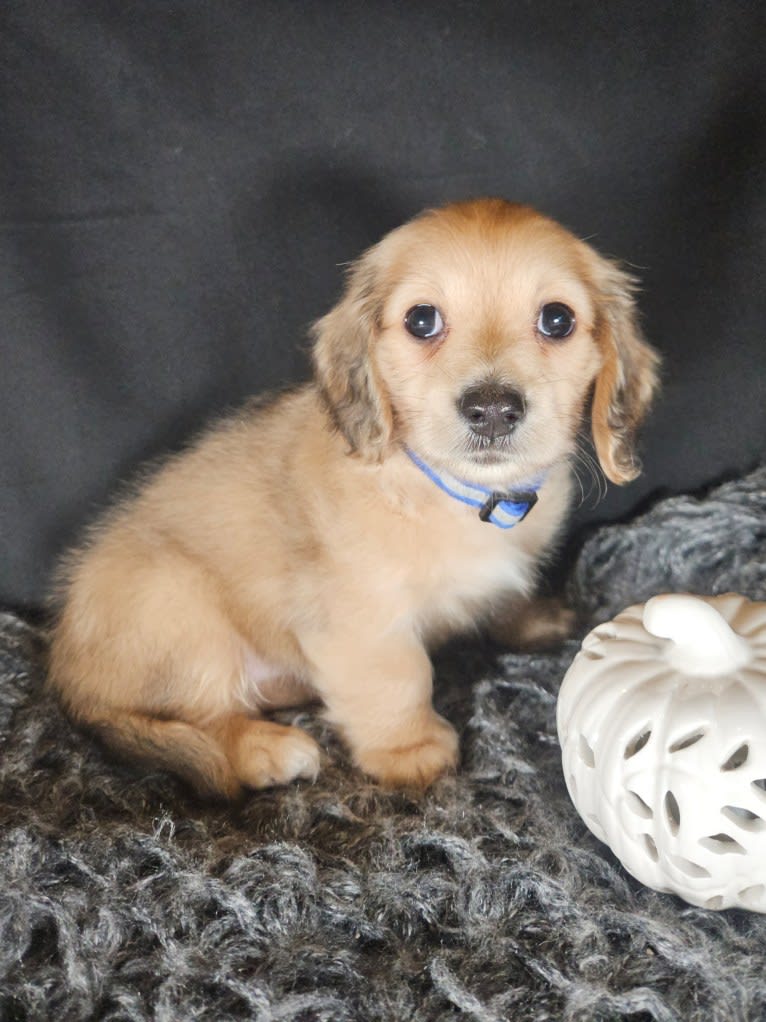 Mighty Henrie Mathieu, a Dachshund tested with EmbarkVet.com