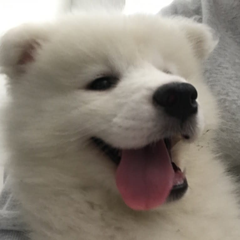 Acetone, a Samoyed tested with EmbarkVet.com