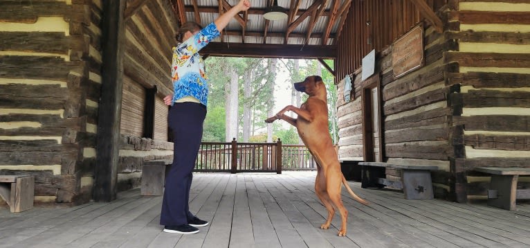 Willow, a Rhodesian Ridgeback tested with EmbarkVet.com