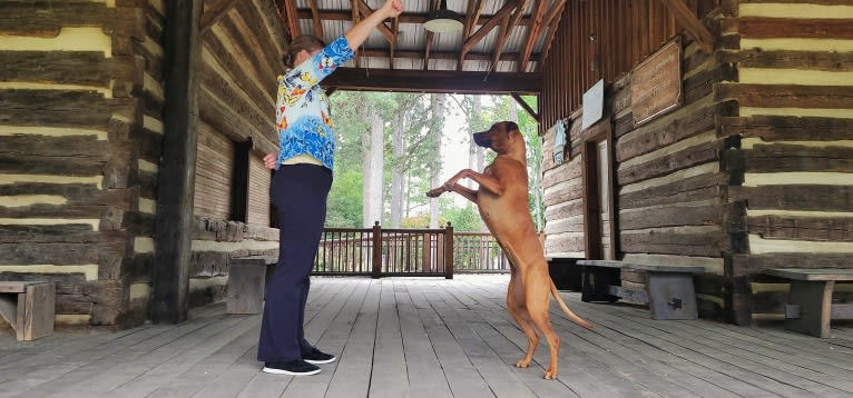 Willow, a Rhodesian Ridgeback tested with EmbarkVet.com