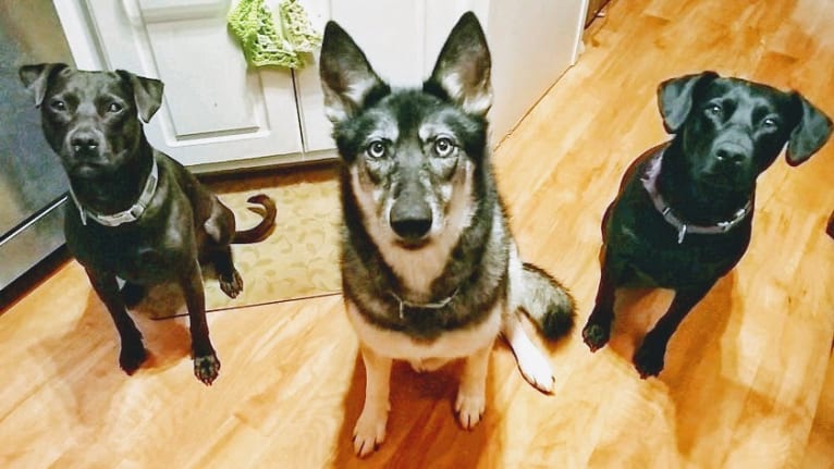 Basha, a Gerberian Shepsky tested with EmbarkVet.com