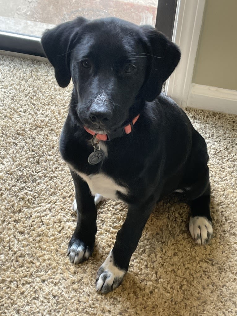 Belle, a Great Pyrenees and Labrador Retriever mix tested with EmbarkVet.com