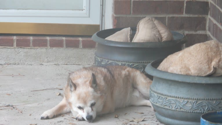 Lassie, a Pomeranian and Rat Terrier mix tested with EmbarkVet.com