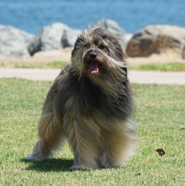 Shiloh, a Shih Tzu and Rottweiler mix tested with EmbarkVet.com