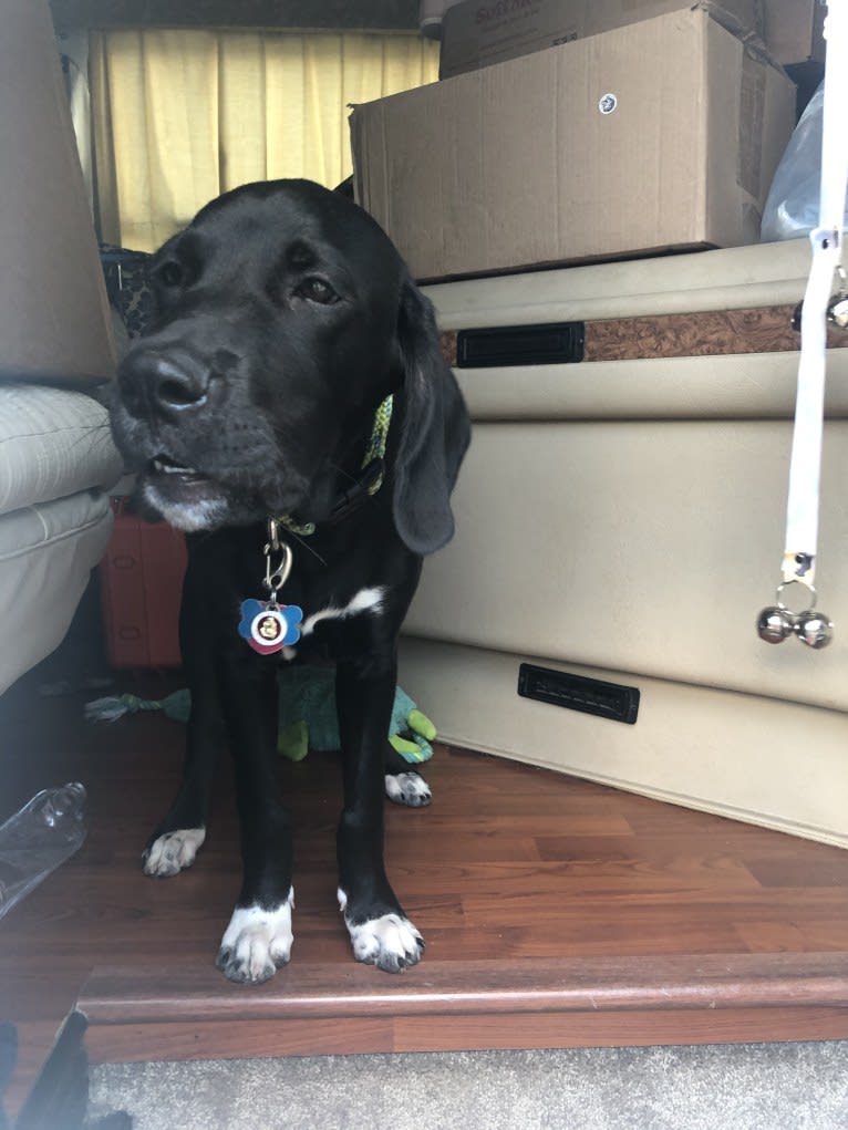 Huck, a German Shorthaired Pointer and Golden Retriever mix tested with EmbarkVet.com