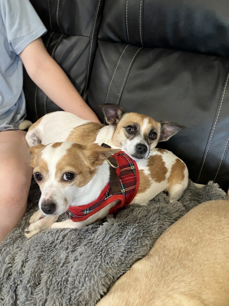 Daisy, a Chihuahua and Rat Terrier mix tested with EmbarkVet.com