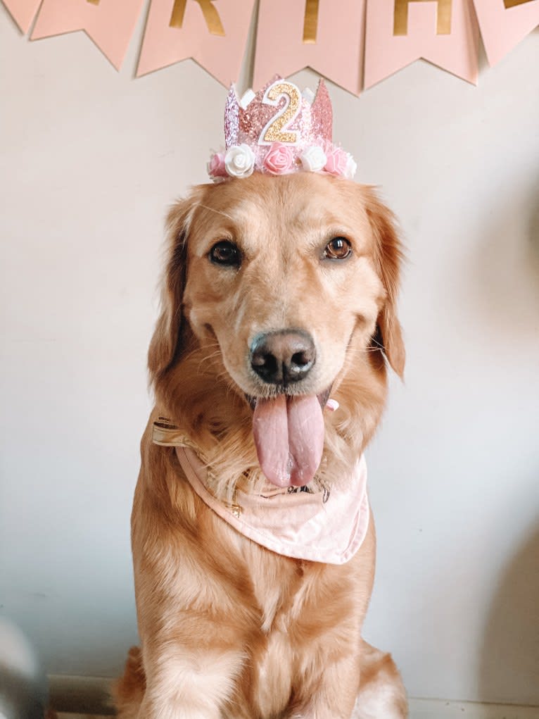 Marley, a Golden Retriever tested with EmbarkVet.com