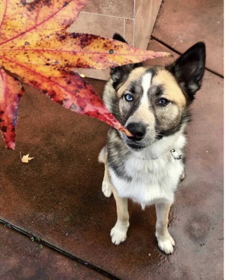 Charlie Wyatt, a Siberian Husky and Australian Cattle Dog mix tested with EmbarkVet.com