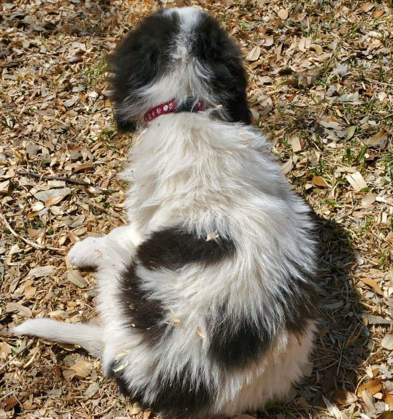 LUCIE-FEMALE BURGANDY-ROXY Geletei, a Karakachan tested with EmbarkVet.com