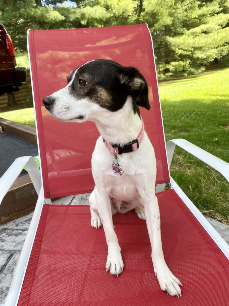 Katy, an Australian Cattle Dog and American Pit Bull Terrier mix tested with EmbarkVet.com